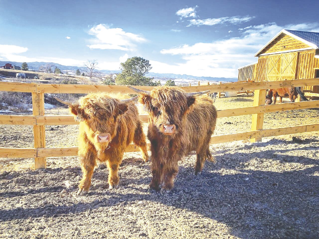 My 21st century cattle drive